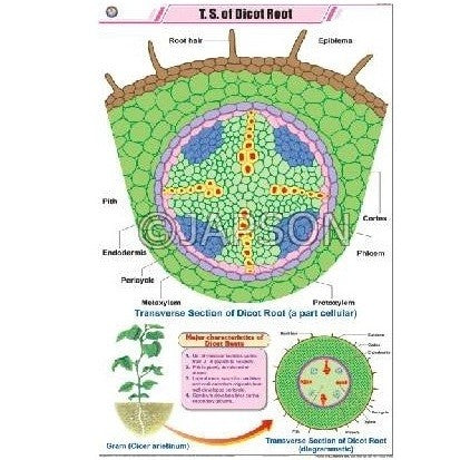 Root Charts, Botany, School Education Root Charts, Botany, School Education